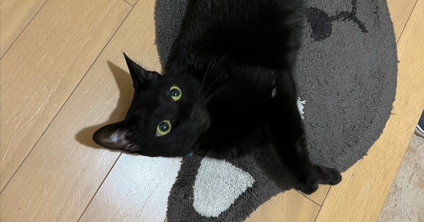 黒にゃんこ様専用 専 用ページ 黒ニャンコ様 にゃんこ様専用ページ 猫の