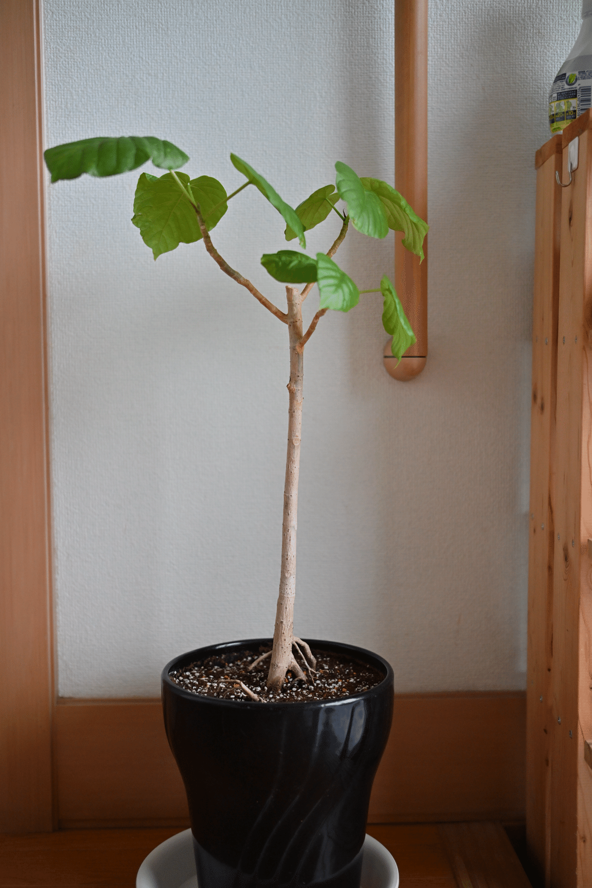 観葉植物が好きな人、挑戦してみたい人 一回このお店来てみて
