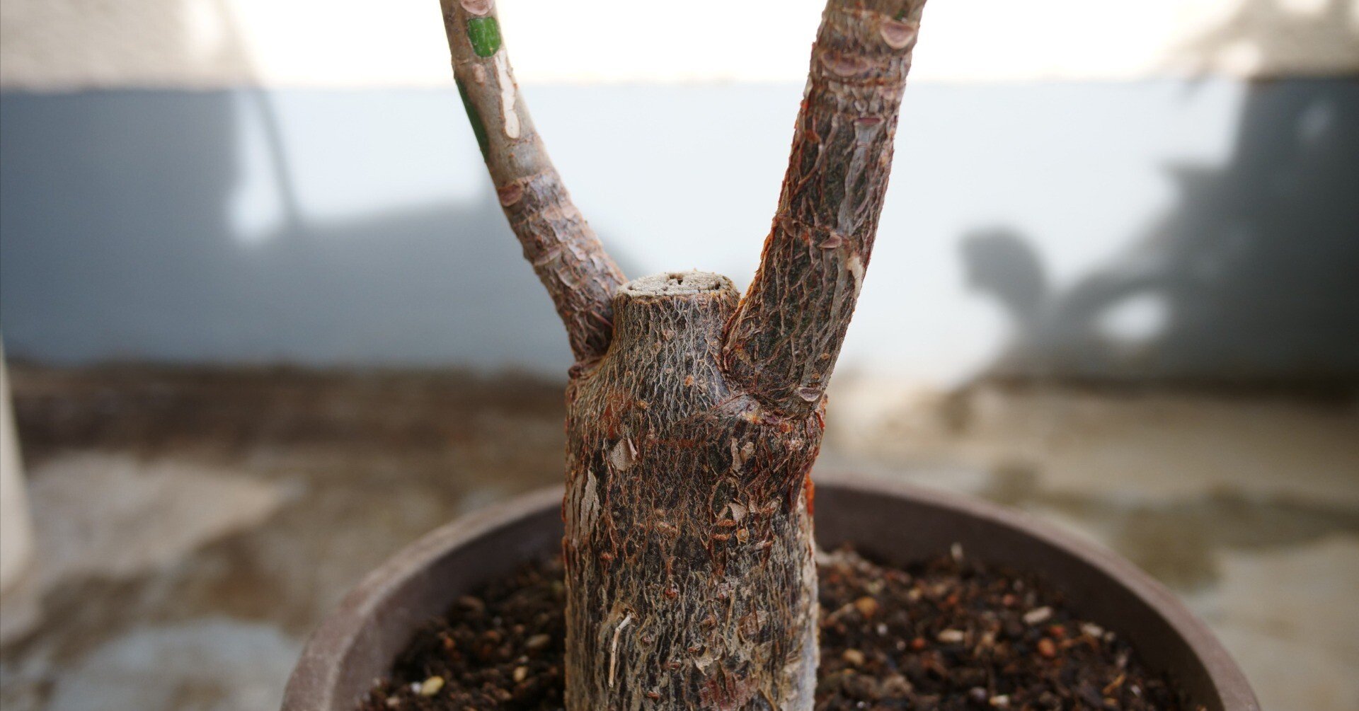 パッとしないパキラの正体がわかった｜ワタナベ