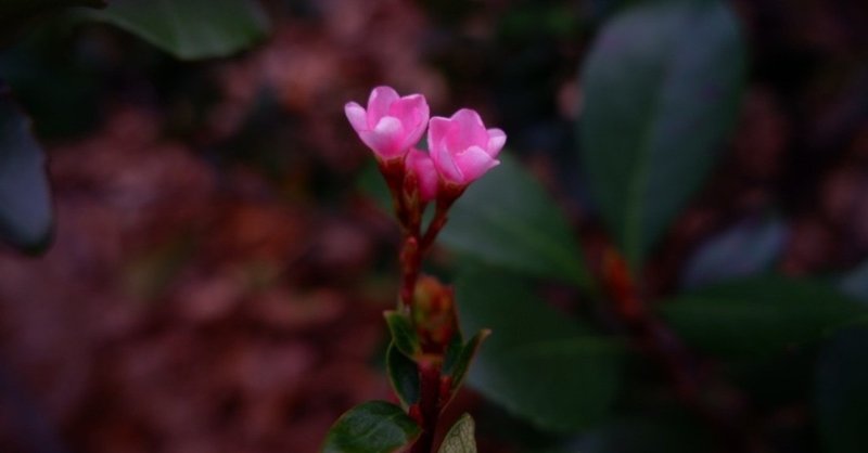 櫻井実羽 Note 櫻井実羽 Note