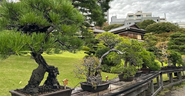 常滑焼　盆栽鉢　落款 角山 伝統工芸士　渡邉角幸　16号　松　皐月 常滑焼 盆栽鉢 落款 角山 伝統工芸士 渡邉角幸 16号 松 皐月