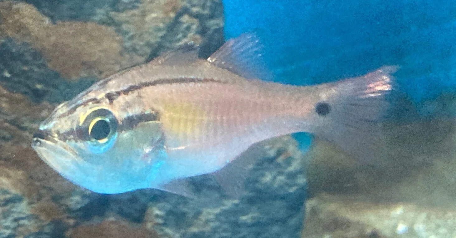 ネンブツダイ《展示動物解説》｜桂浜水族館 公式