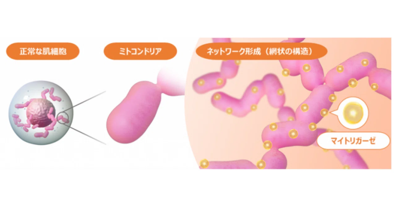 最新｜ミトコンドリア研究で新事実～若返りの鍵「マイトリガーゼ」の減少が、細胞のダメージを修復するミトコンドリアネットワーク形成を阻害～