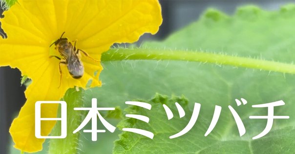 最高のハチミツを手に入れる人が必ずやっている一流の選択