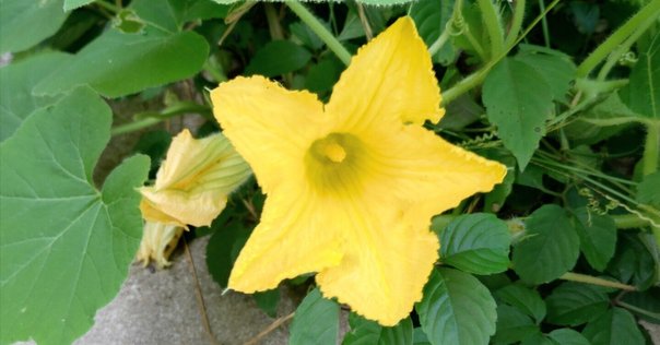 ハ*コ様 かぼちゃの花 P7060398.jpg
