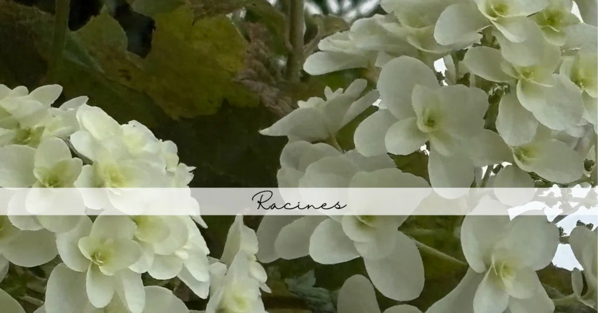 Cone Shape Red Roses Oakleaf Hydrangea Native to America |Racines.R