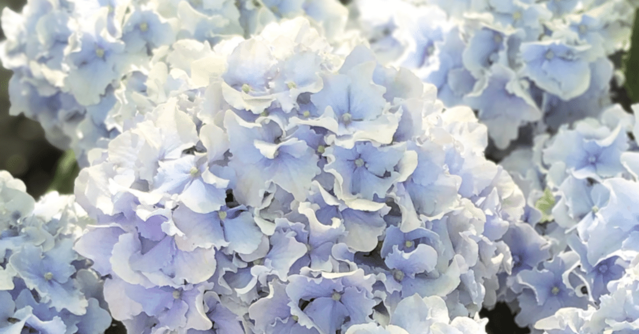 色んな種類の紫陽花｜mayumi