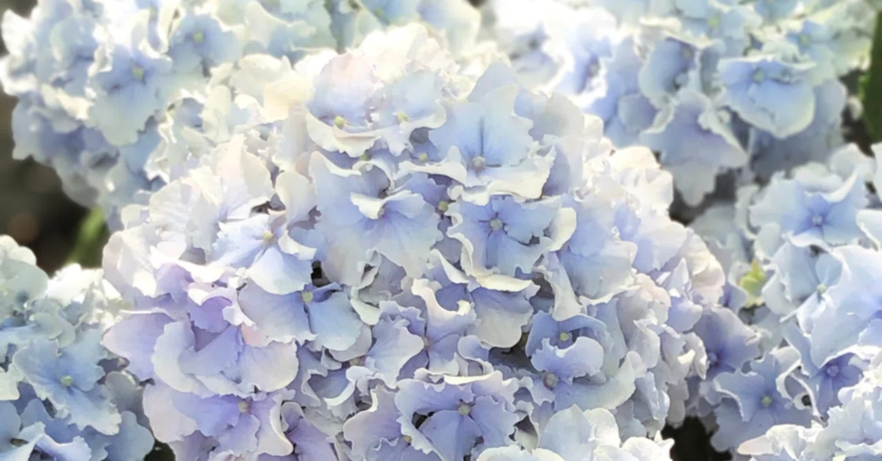 色んな種類の紫陽花｜mayumi