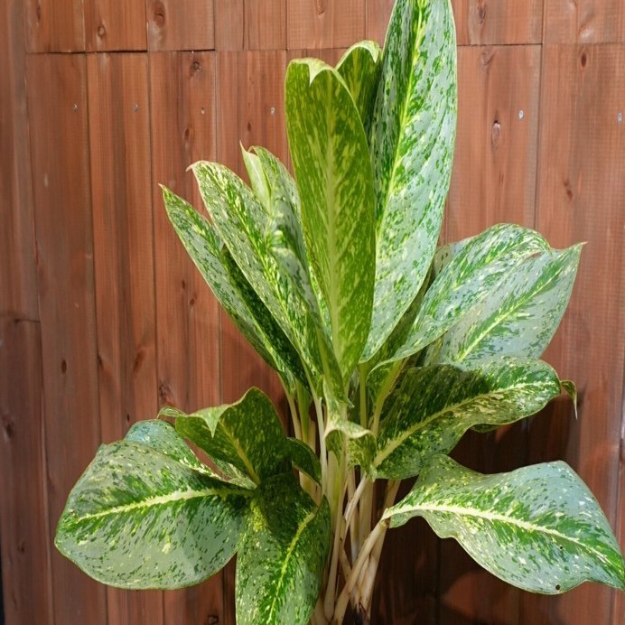 アグラオネマの育て方｜花屋のラフ