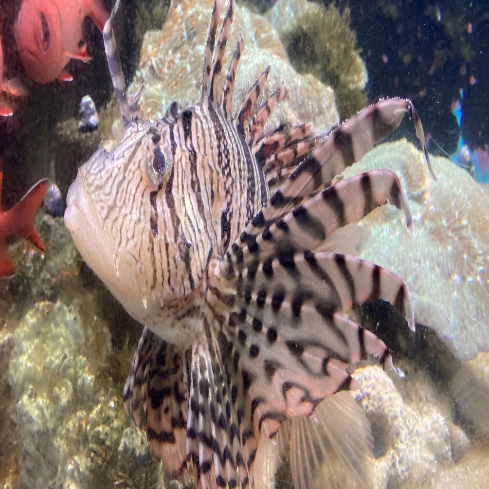 ミノカサゴ《展示動物解説》｜桂浜水族館 公式