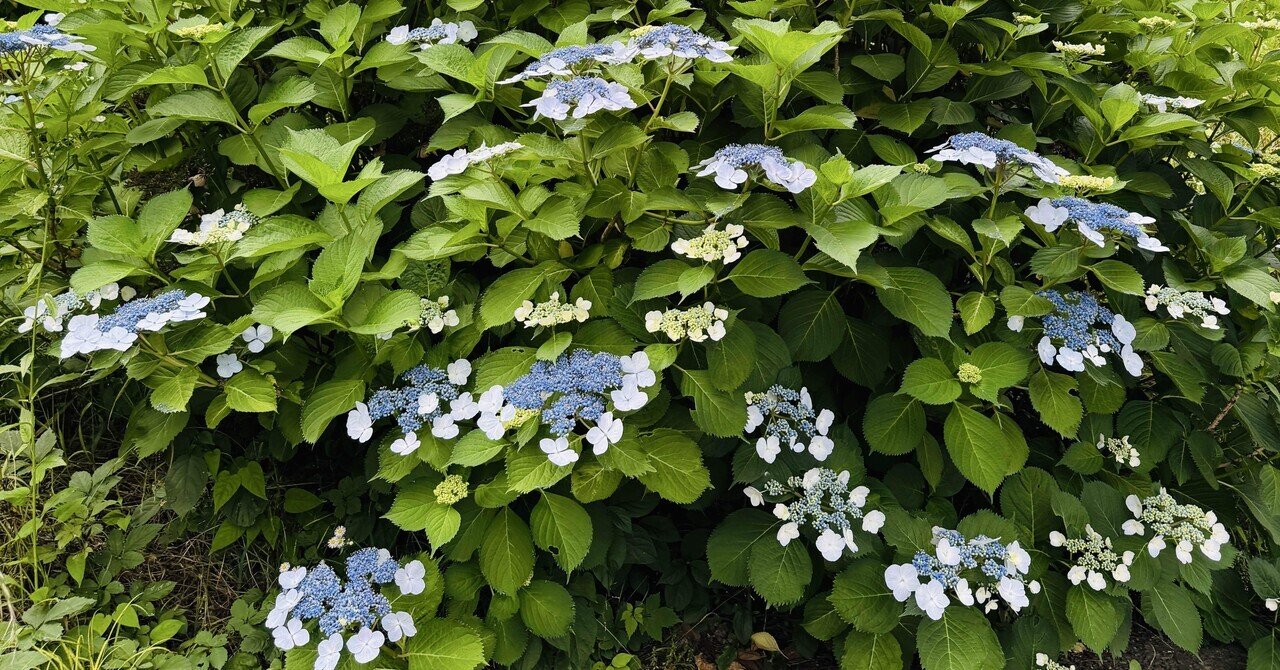 紫陽花の別名、四葩（よひら）｜よしだようこ
