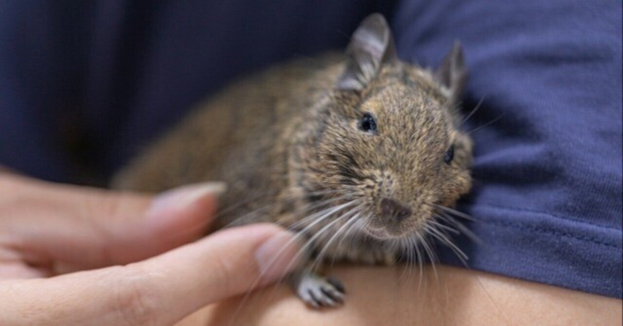 デグー【アグーチ最強説】人気の理由はここにある|でぐるく公式