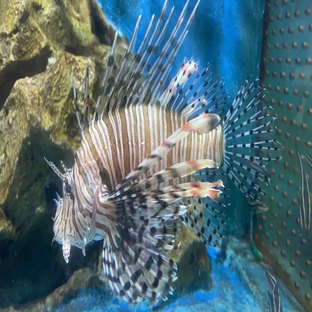ハナミノカサゴ《展示動物解説》｜桂浜水族館 公式