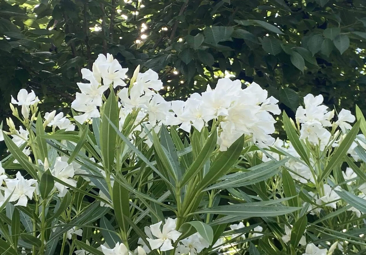 白い夾竹桃の花｜之哲／Yuki Satoru