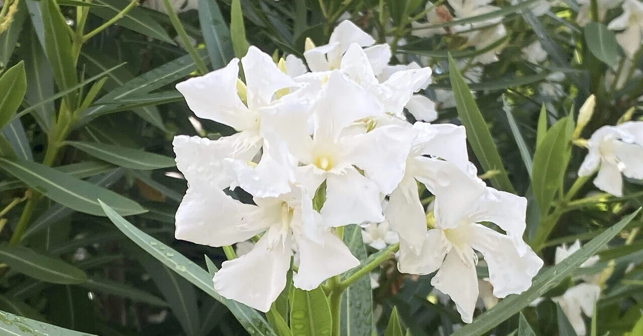 白い夾竹桃の花｜之哲／Yuki Satoru