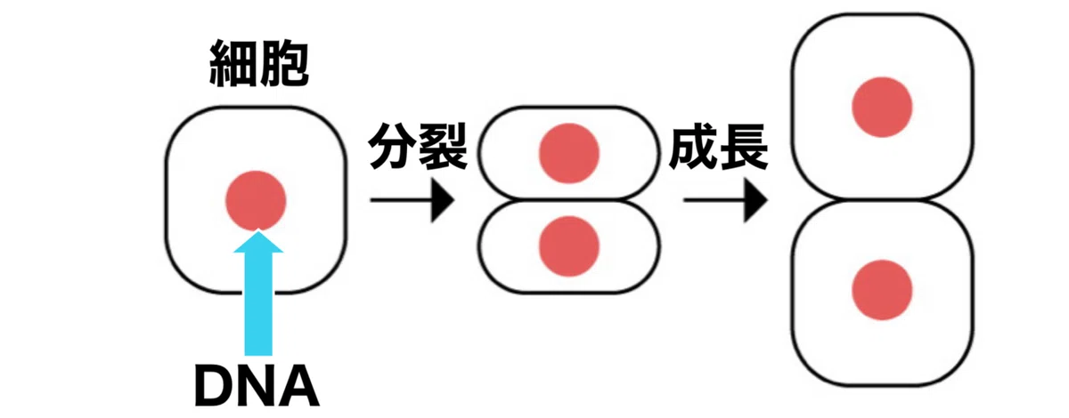 「がんとの闘い方⑥」がんって何?どうやって発症するの?がんについてまとめ!|齊藤樺嵯斗 血液内科医を目指すがんサバイバー