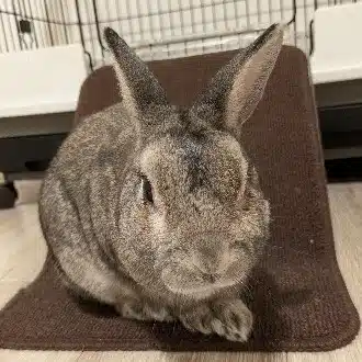 🐰ミニウサギ🐰
