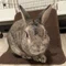 🐰ミニウサギ🐰