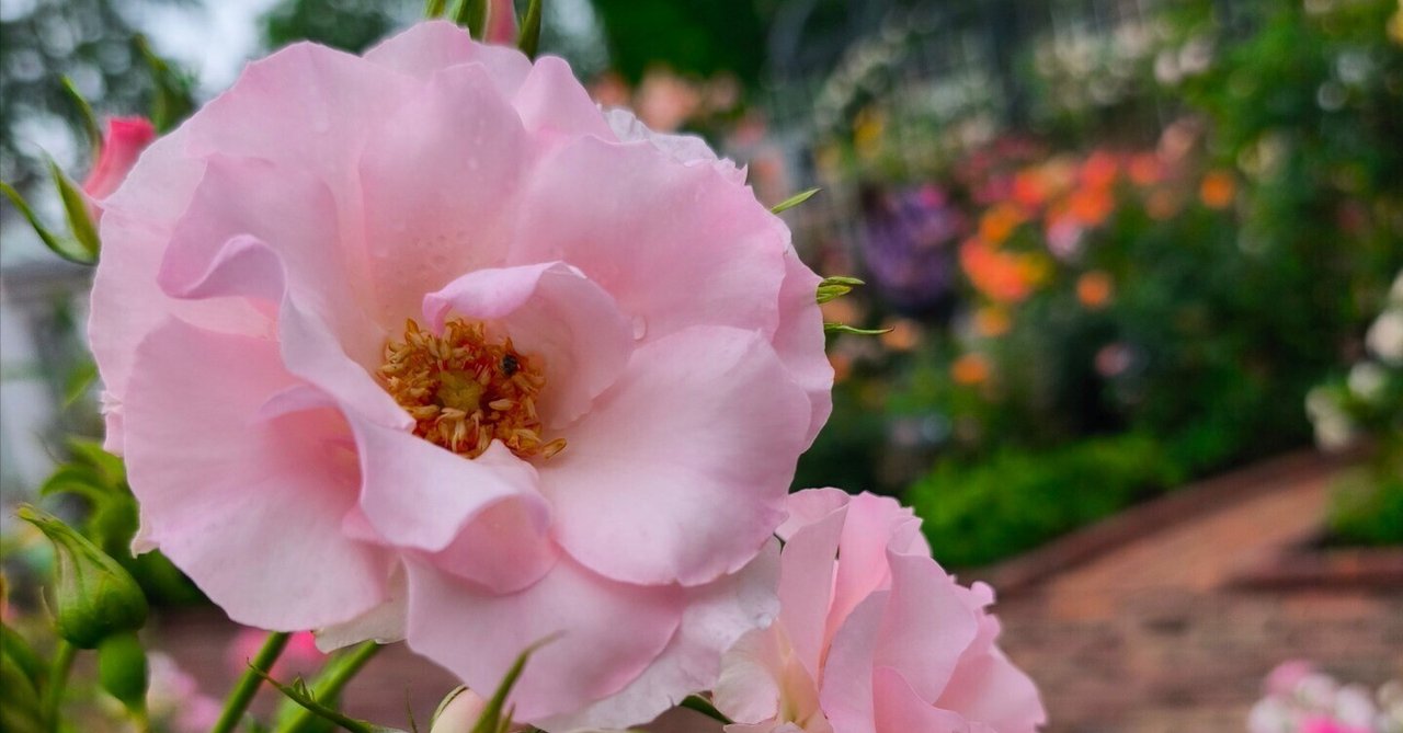 薔薇とレースのジャンクジャーナル・雑記帳　ピンククリスマス 白い恋人パーク6月下旬薔薇めぐり②～ピンクと白の薔薇