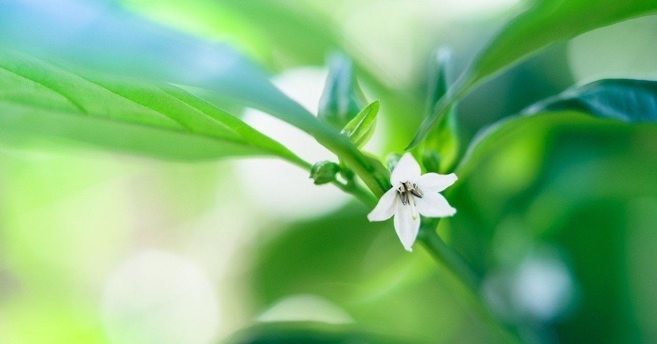 気を遣う人は相手の気遣いがわかる人 気を使う人は疲れる人 メルモ note