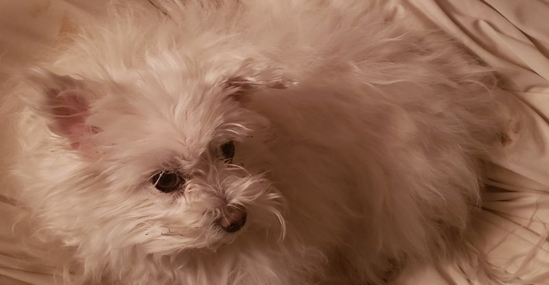 我が家の癒し犬 嗚呼癒し Akneko Note 我が家の癒し犬 嗚呼癒し Akneko Note