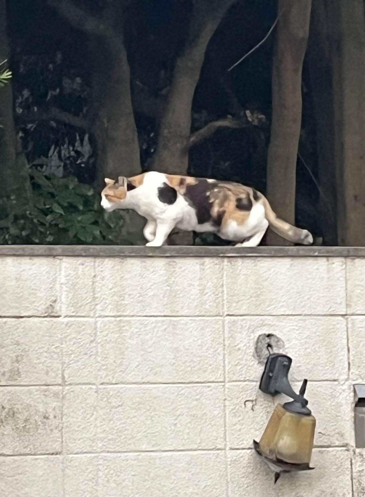 🐱三毛猫さん❕可愛いのよ❣️📚s｜まるまるの虫 カメさん