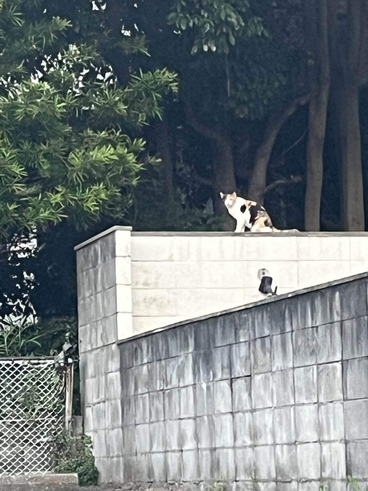 🐱三毛猫さん❕可愛いのよ❣️📚s｜まるまるの虫 カメさん