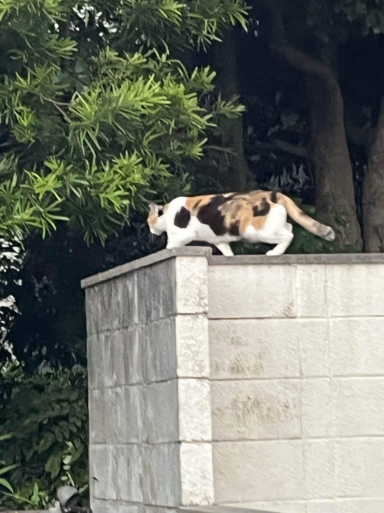 🐱三毛猫さん❕可愛いのよ❣️📚s｜まるまるの虫 カメさん