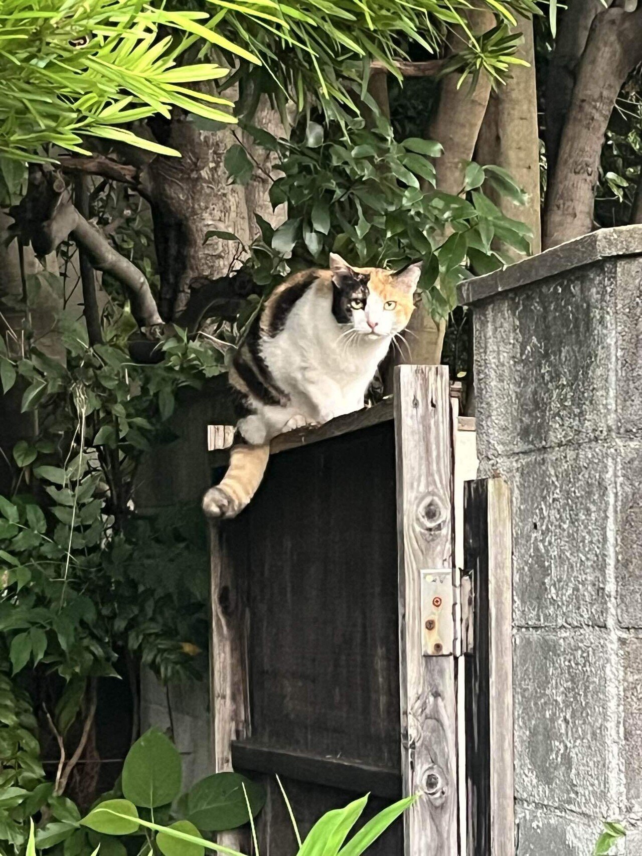 【津波ページ】まんまる猫背の三毛猫さんとビンテージカラー猫さんのあみぐるみ 津波ページ】まんまる猫背の三毛猫さんとビンテージカラー猫さん