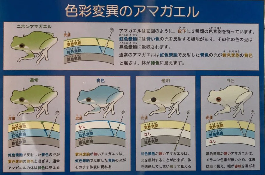 アマガエルと暮らす 色編|usagitoneko