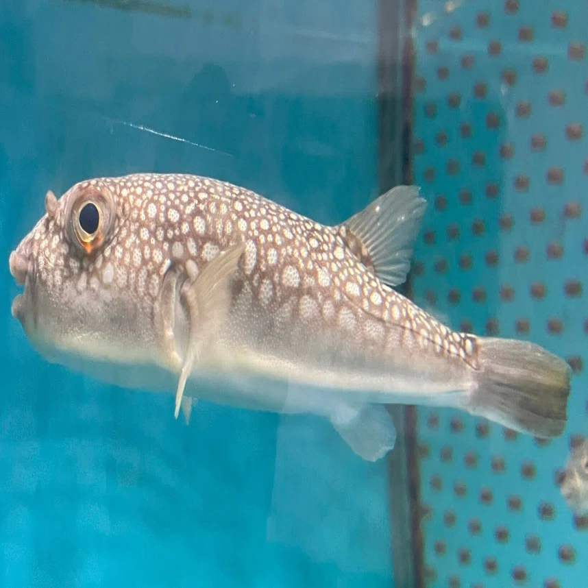 ショウサイフグ《展示動物解説》｜桂浜水族館 公式