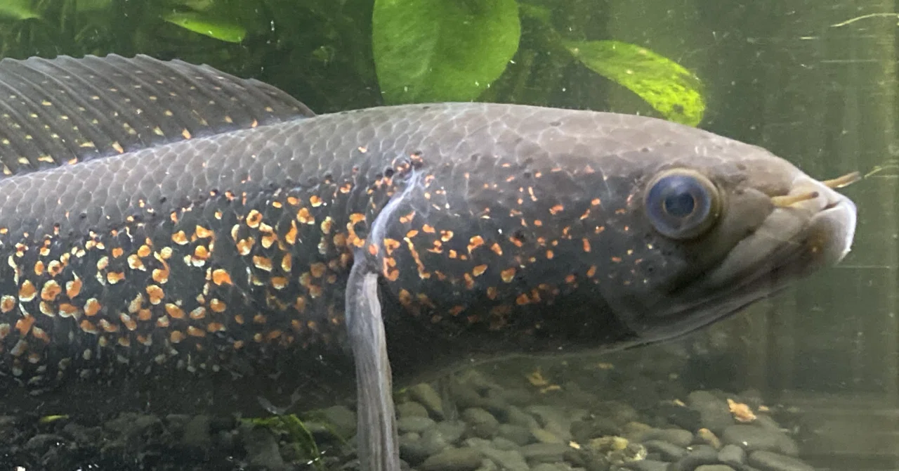 レッドギャラクシースネークヘッドの飼育【餌・混泳・水温まとめ