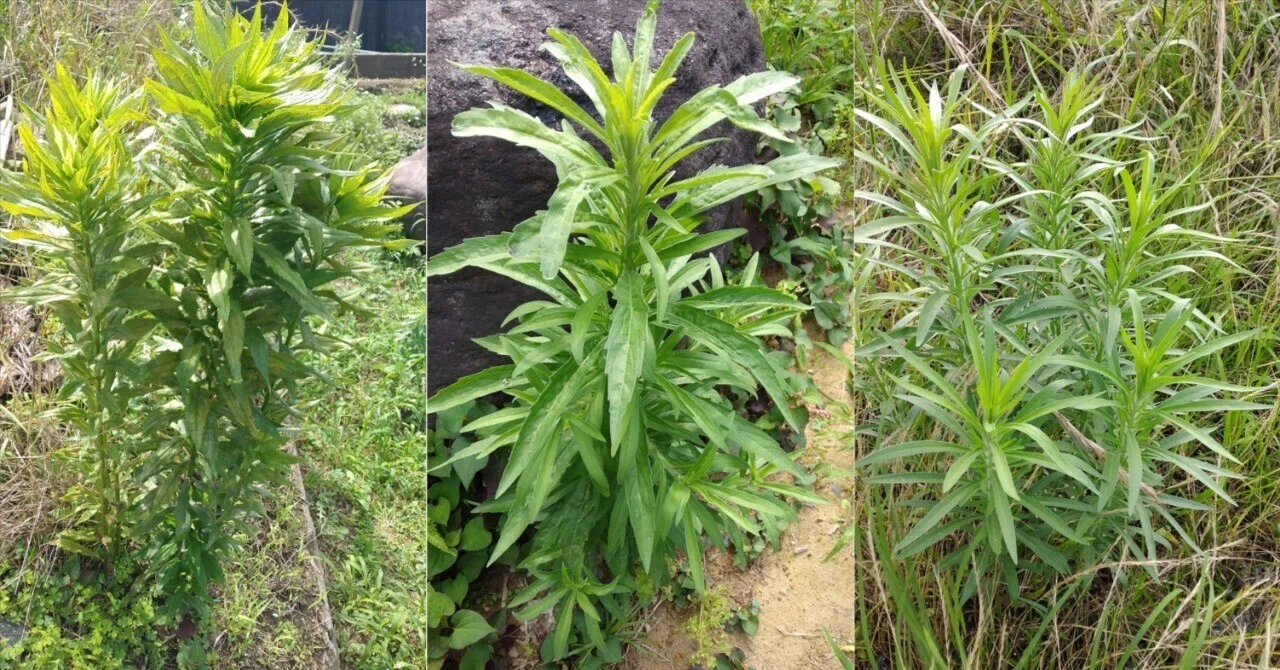 似ている植物を徹底比較！ 食べられない雑草はどれ？｜鍋雪平｜フリー 