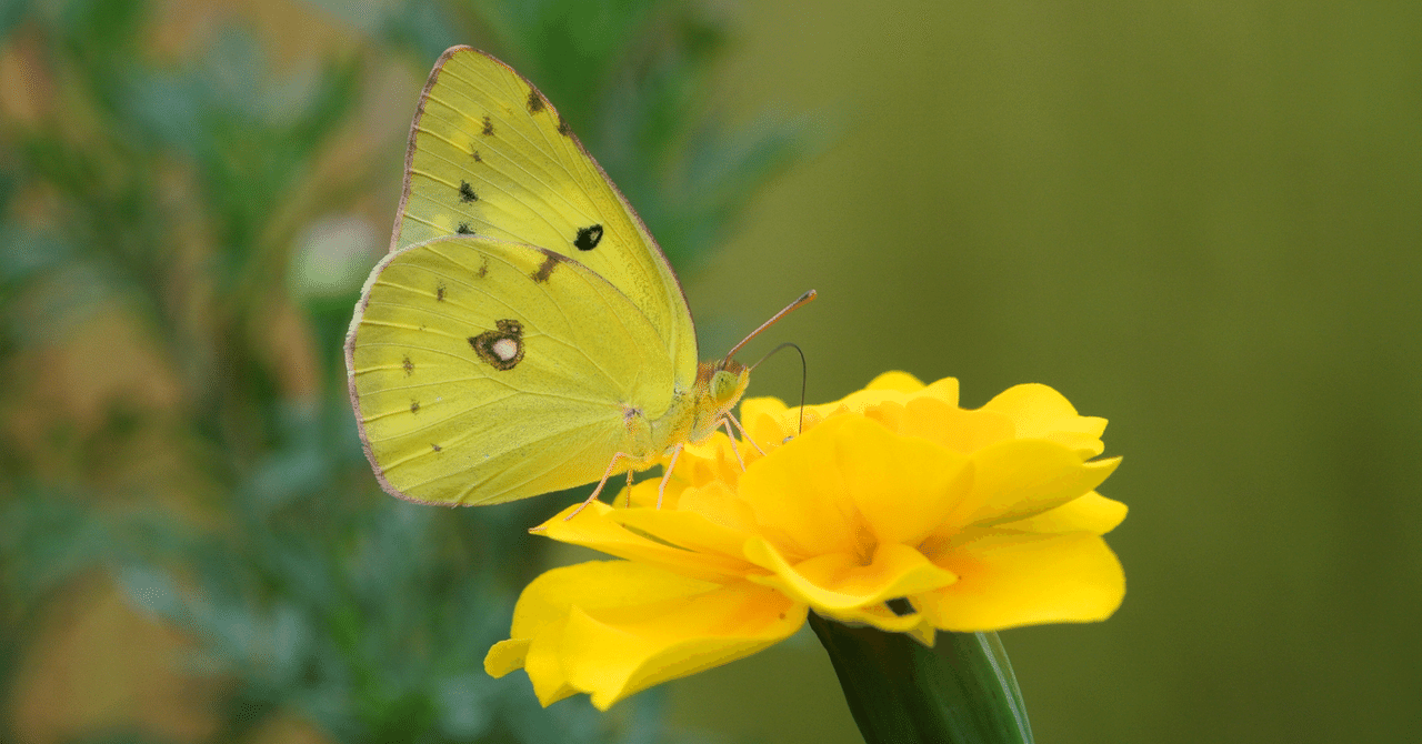 モンキチョウ（オス）｜INSETTO