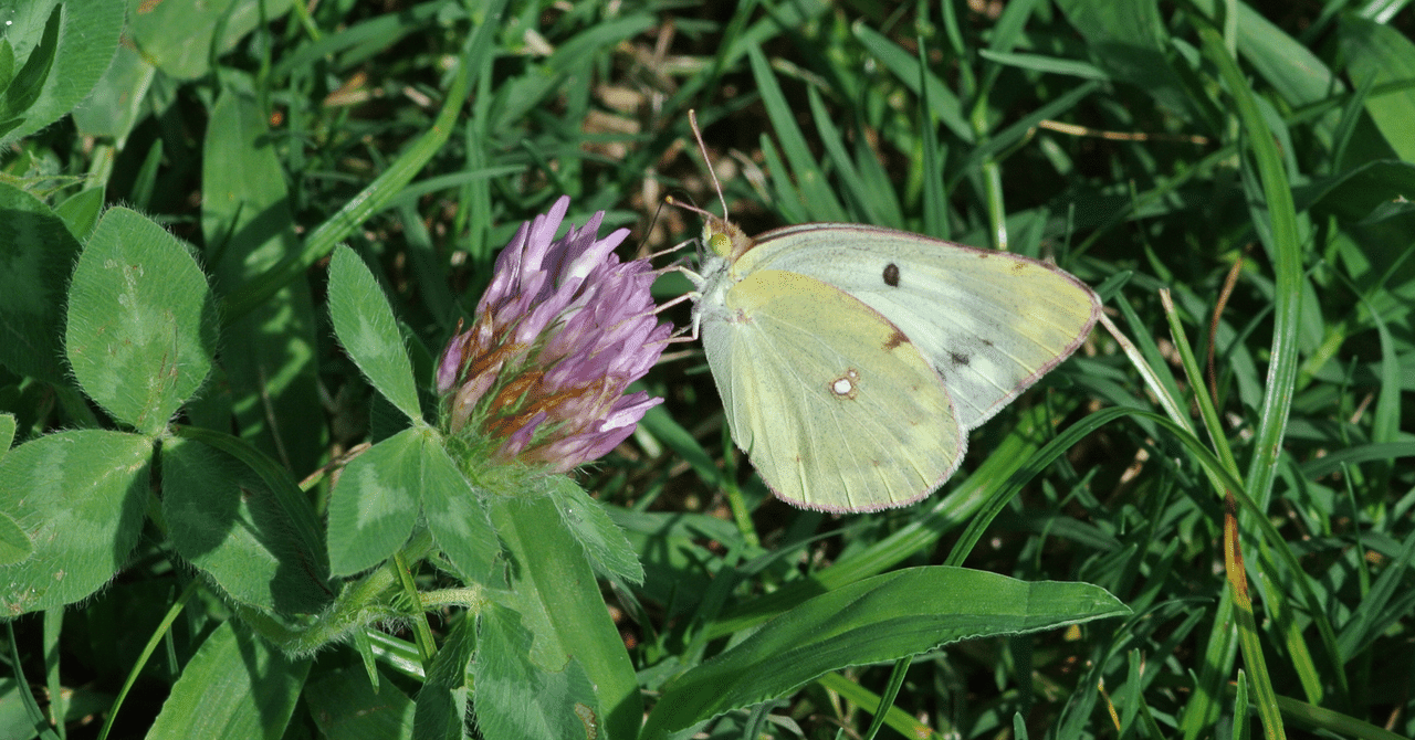 モンキチョウ（メス）｜INSETTO