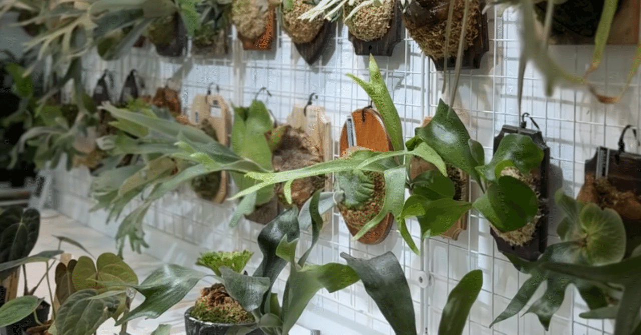 失敗しないビカクシダ選び｜店頭で注目すべきチェックポイント｜IMAMA