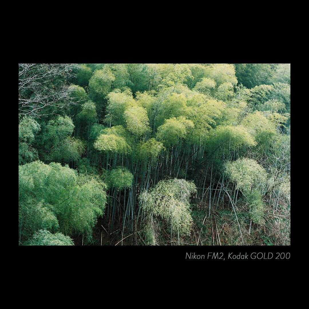 my camera] Nikon New FM2｜薄明