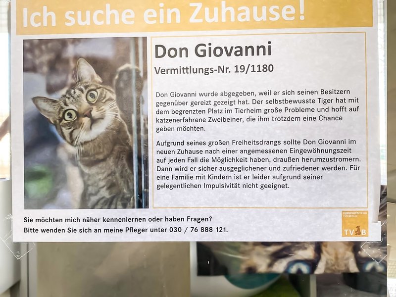 ドイツの動物保護施設 ティアハイム とは 9割以上の保護猫が卒業できる仕組みづくり パケトラ 世界のビジネスアイデア Note