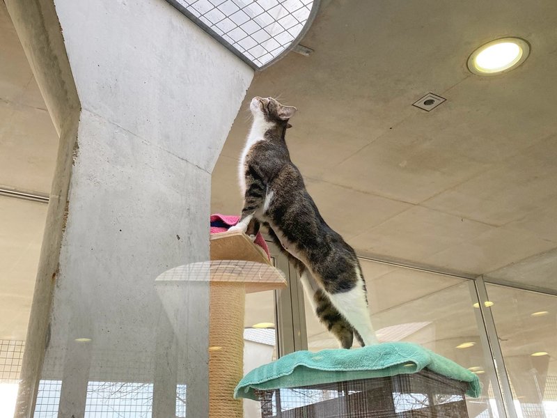 ドイツの動物保護施設 ティアハイム とは 9割以上の保護猫が卒業できる仕組みづくり パケトラ 世界のビジネスアイデア Note ドイツの動物保護施設 ティアハイム とは 9割以上の保護猫が卒業できる仕組みづくり パケトラ 世界のビジネスアイデア Note