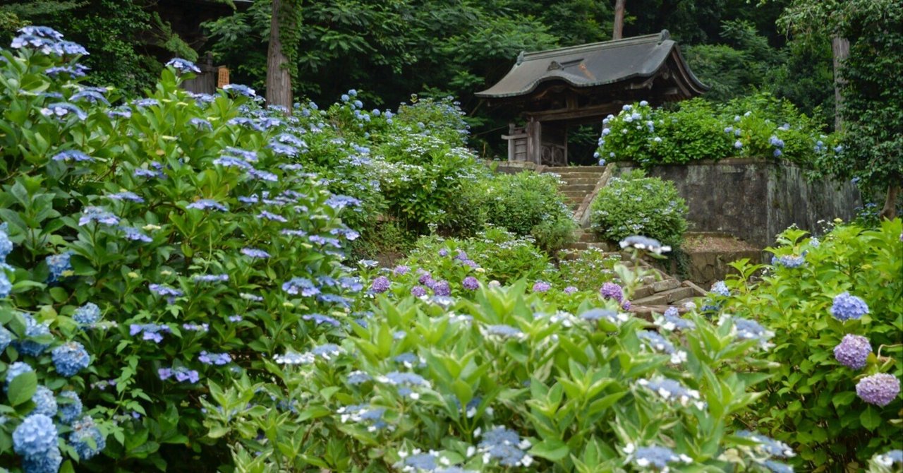 梅雨は明けたが、あじさいを愛でる。月照寺のあじさい動画を