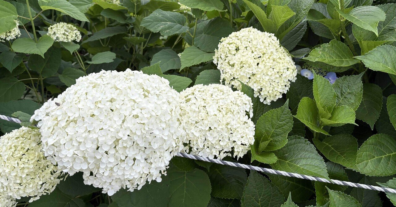 あずさ様　緑系、白、薄紫⭕️9月中まで　⭕️造花葉っぱ無し　⭕️シルバー21 高級紫陽花 パープルシルバー アキイロ 秋色 アジサイ 苗 ドライ