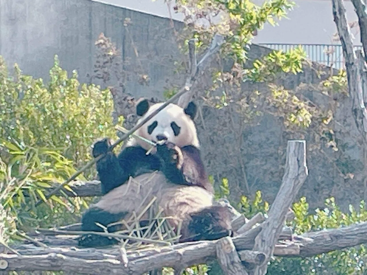 客寄せパンダは必要なのに、パンダは中国に返還。来年日本からパンダ