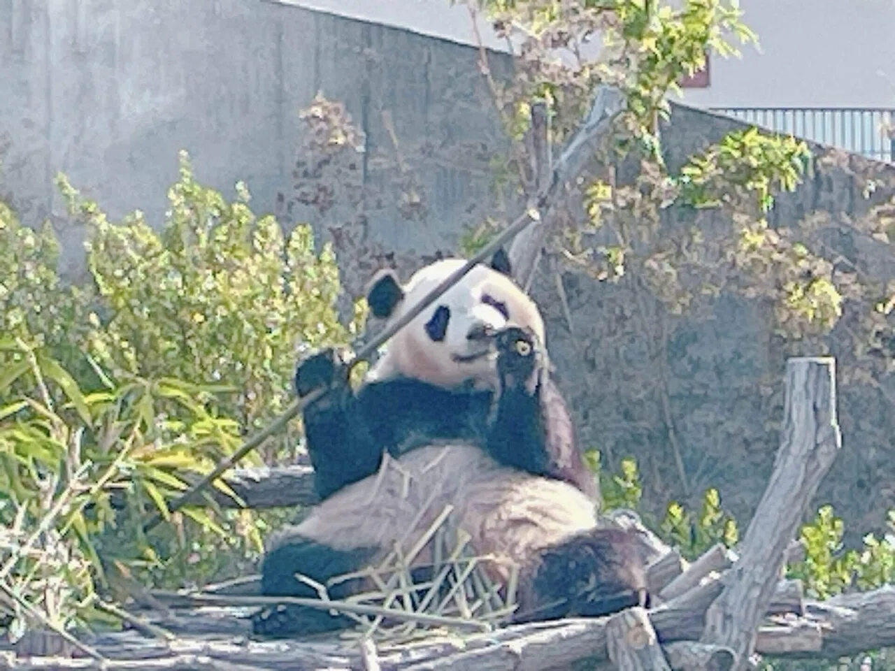 客寄せパンダは必要なのに、パンダは中国に返還。来年日本からパンダ
