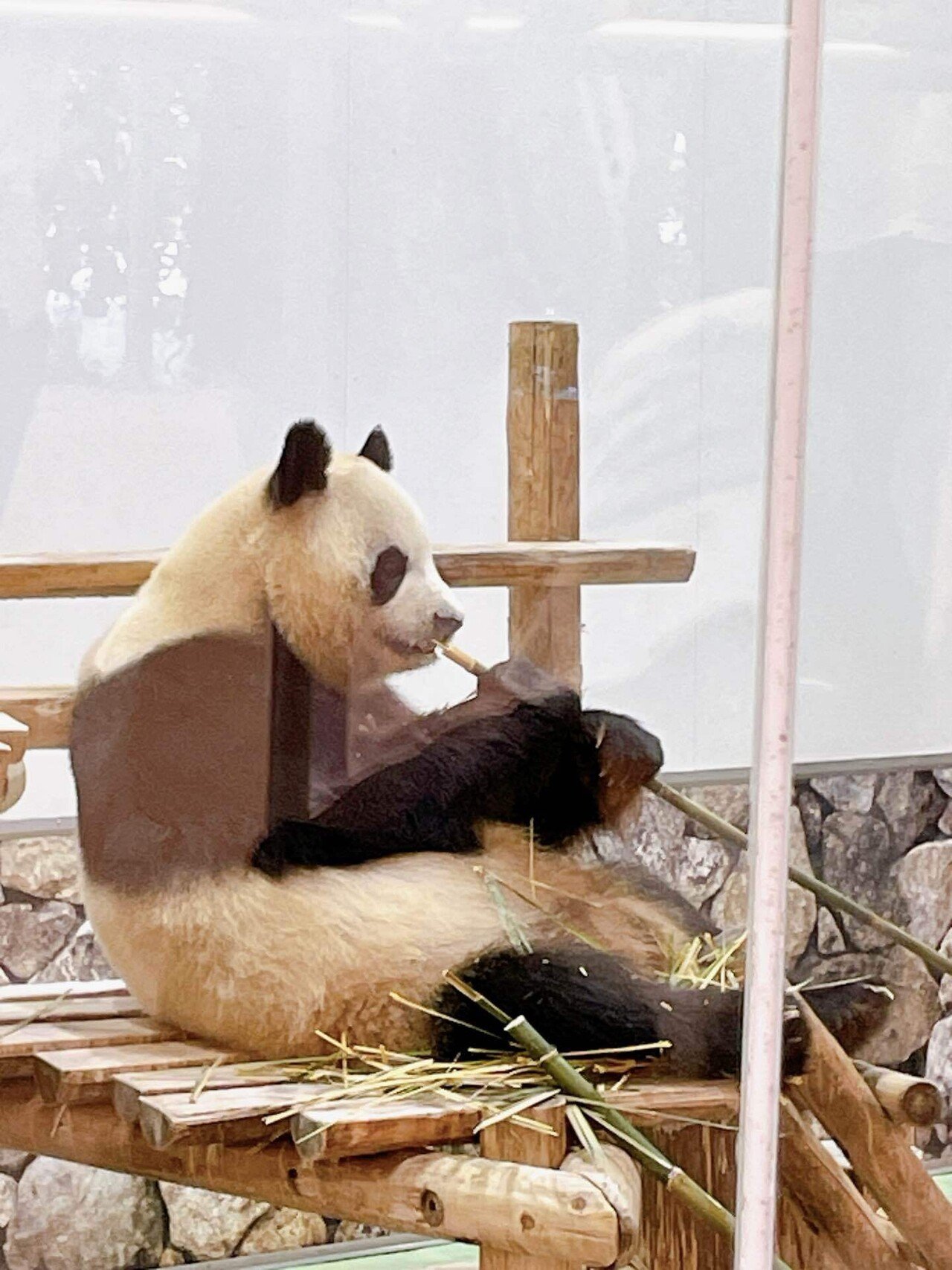 客寄せパンダは必要なのに、パンダは中国に返還。来年日本からパンダ