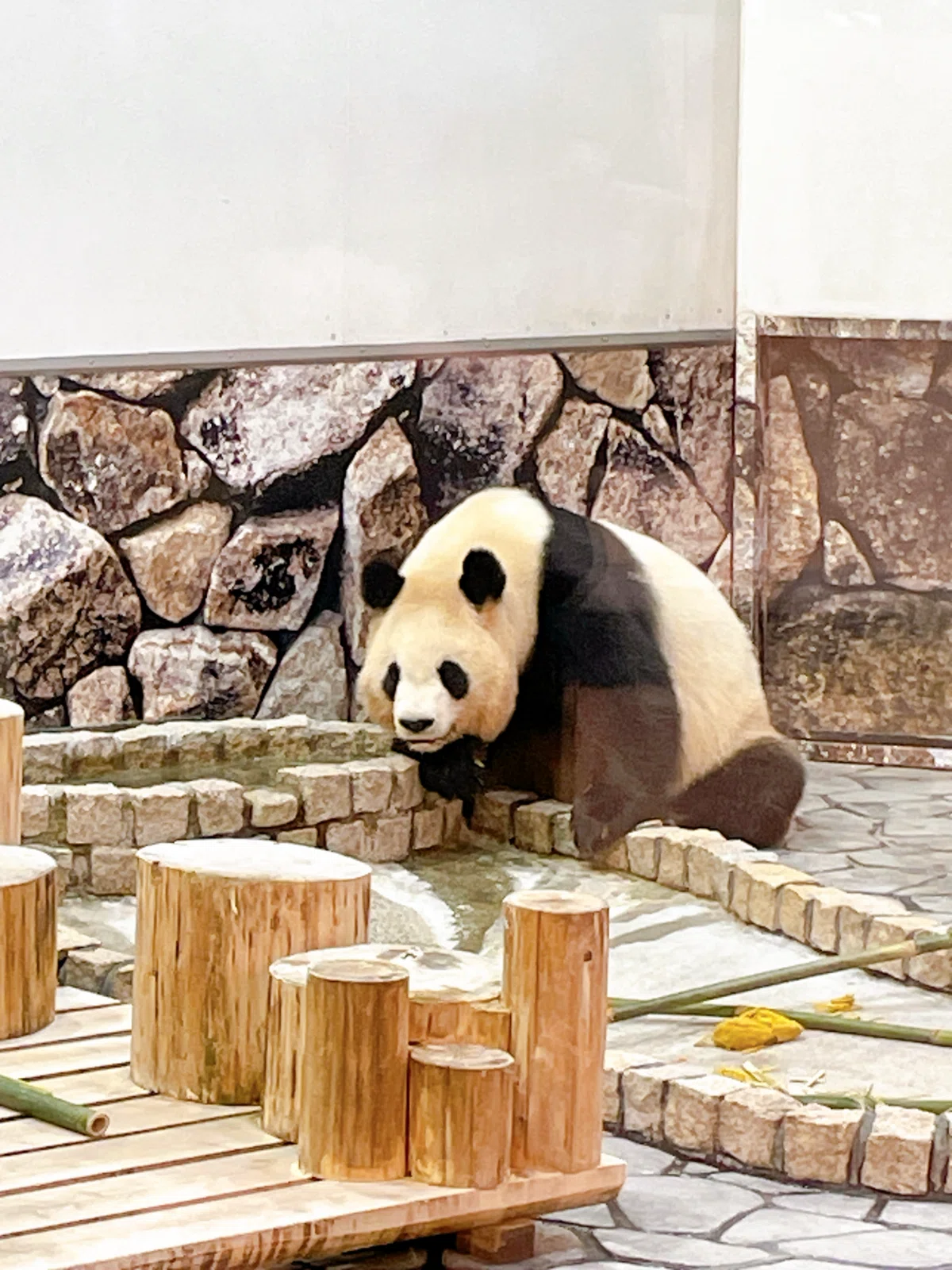客寄せパンダは必要なのに、パンダは中国に返還。来年日本からパンダ