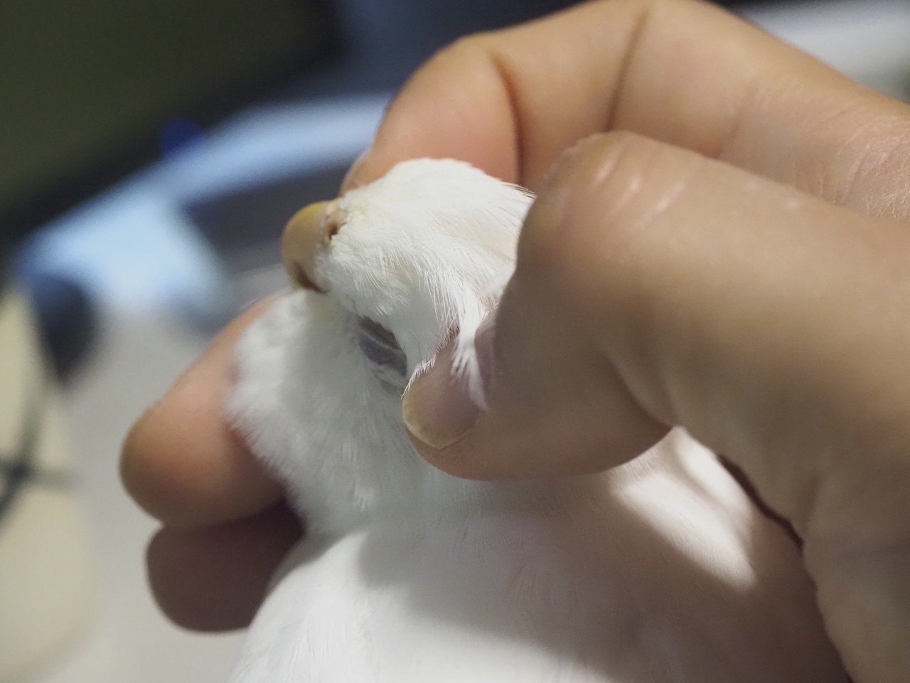 ぴいよ気持ちいい Masaki Iijima Note