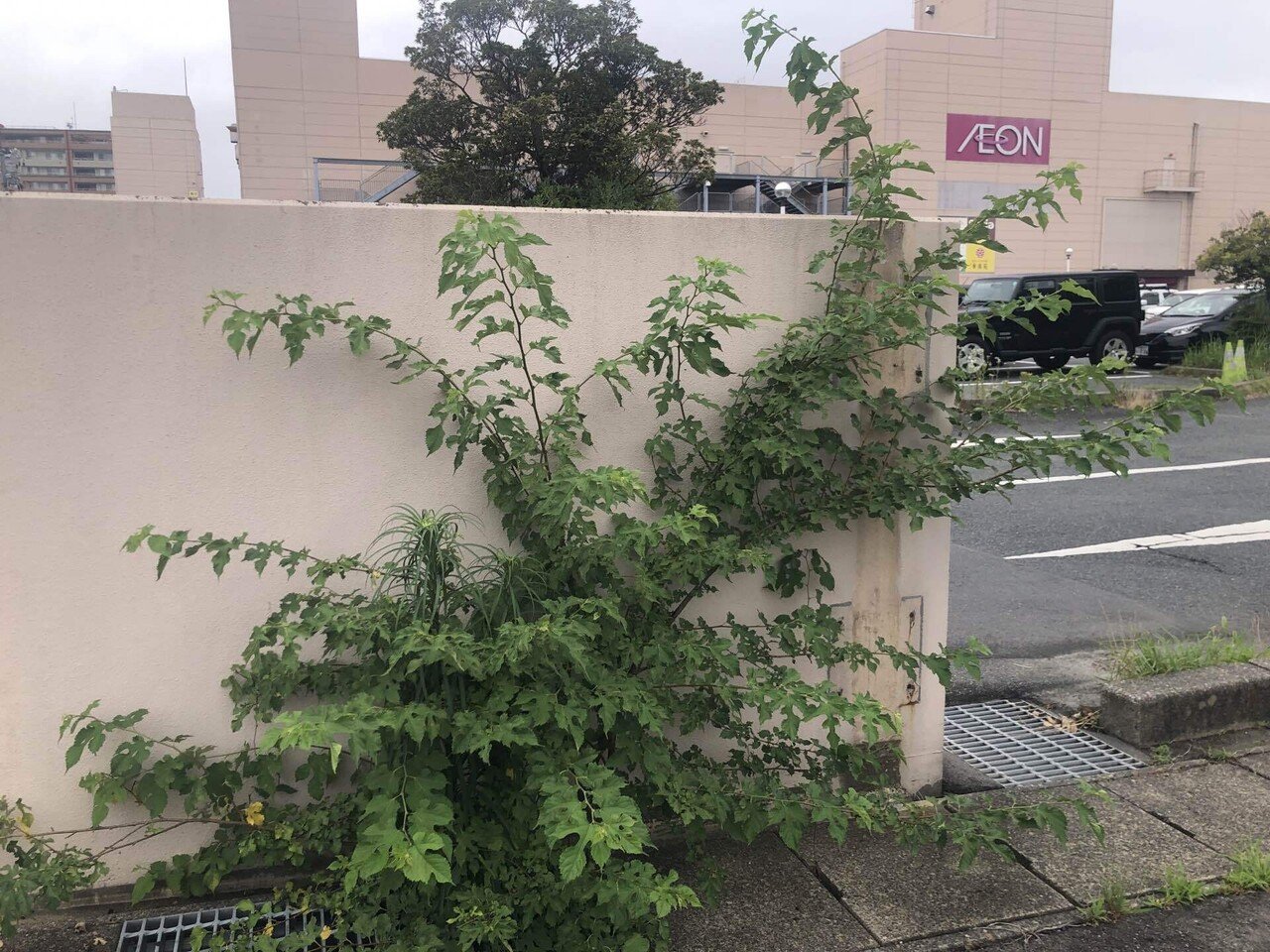 街で見つけた桑の木が教えてくれたこと。｜なみちゃんの頭の中。
