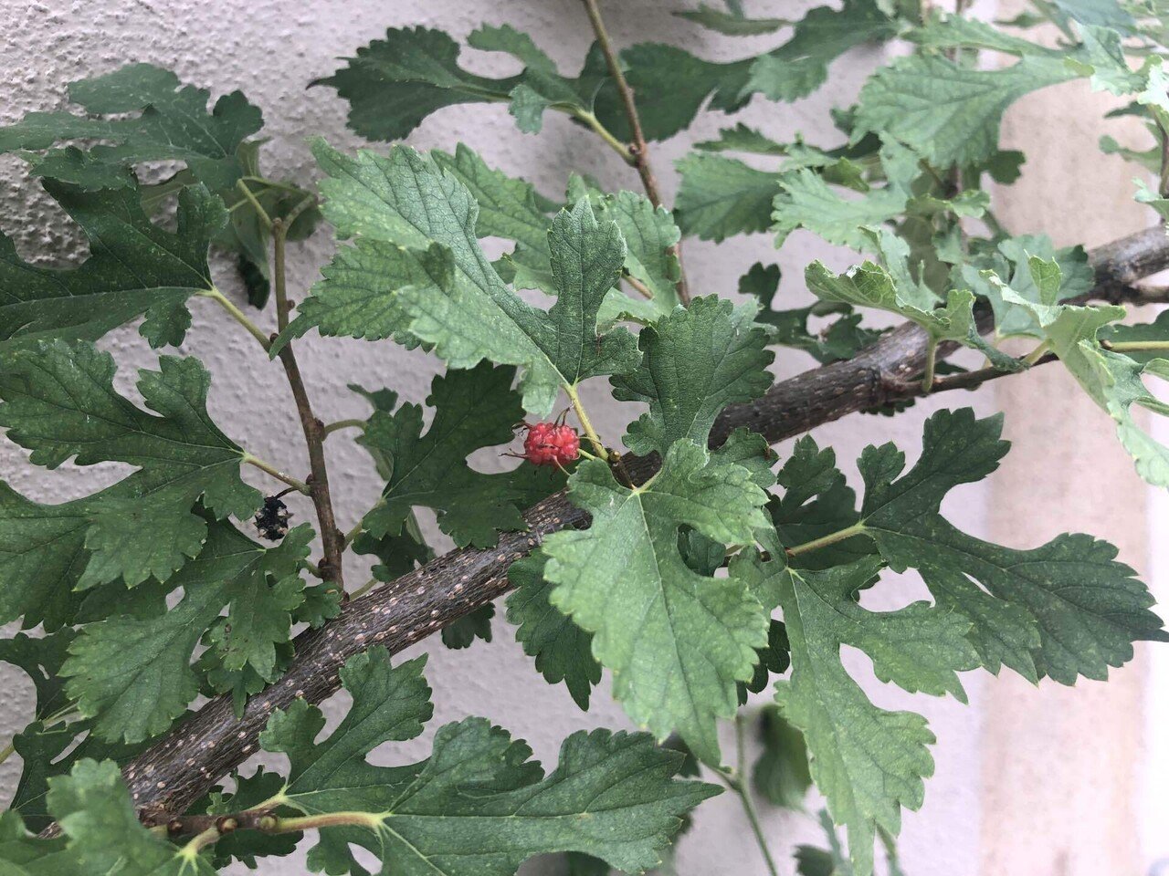 街で見つけた桑の木が教えてくれたこと。｜なみちゃんの頭の中。