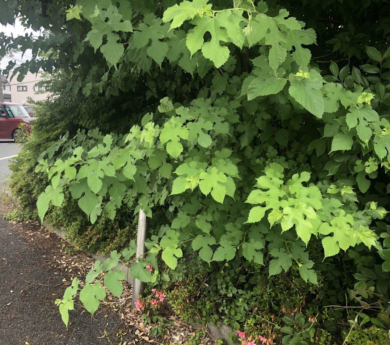街で見つけた桑の木が教えてくれたこと。｜なみちゃんの頭の中。