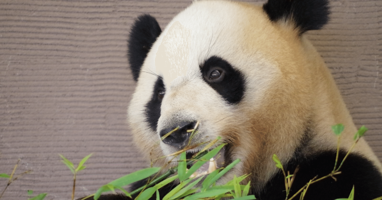ジャイアントパンダ4頭はまもなく中国成都に帰国します「良浜